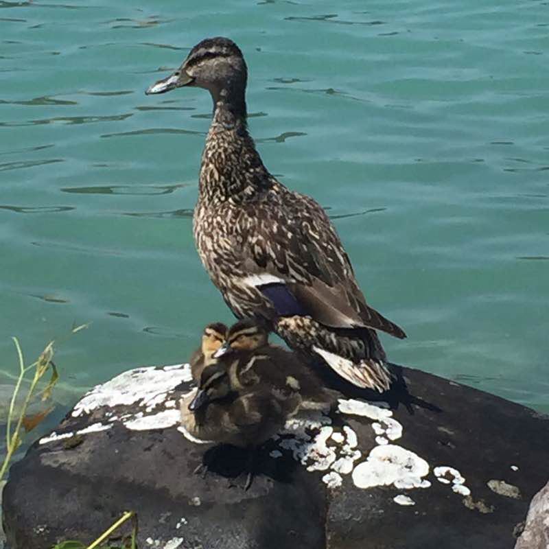 Doussart the dead water walking route map in Faverges