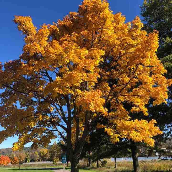 Cayuga inlet in New York | Walking Map