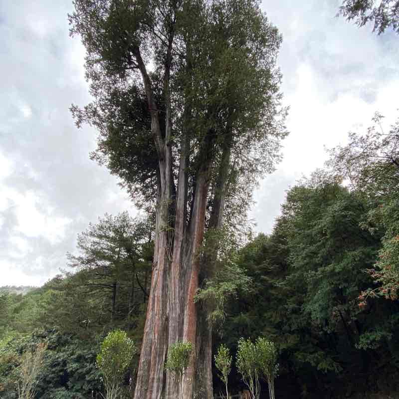 大雪山森林遊樂區