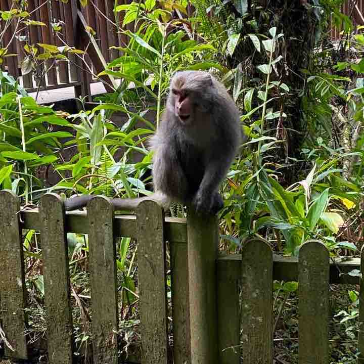 欲哭無淚-梅竹樓起步往觀景步道走接巨石步道往天文台