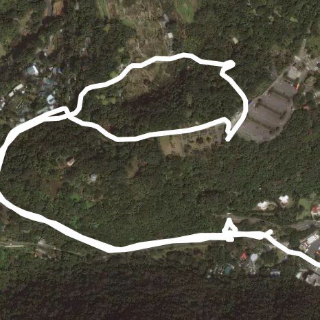 陽明山茶花正盛開