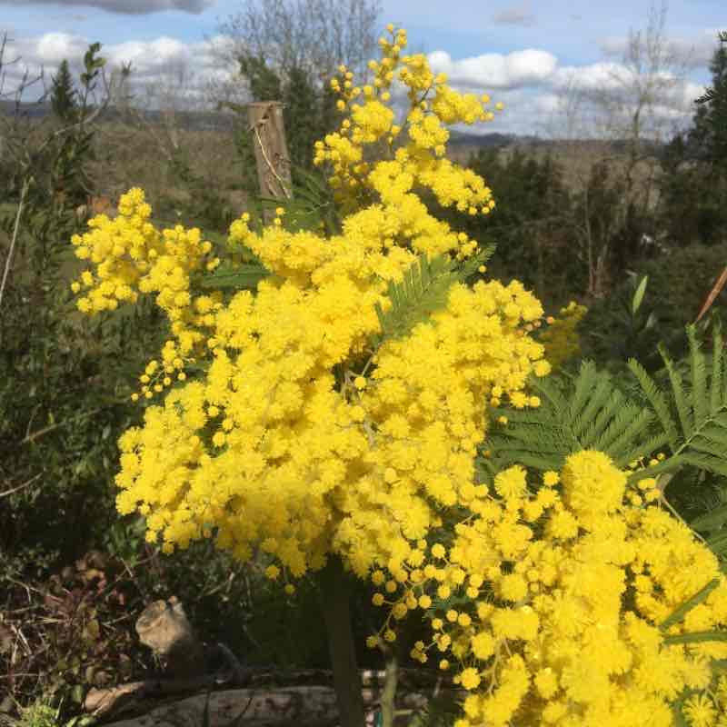 Arbus walking route map in Arbus
