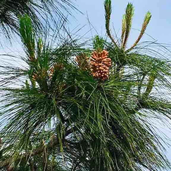 Harvard Park Walk Los Angeles, California, USA Pacer