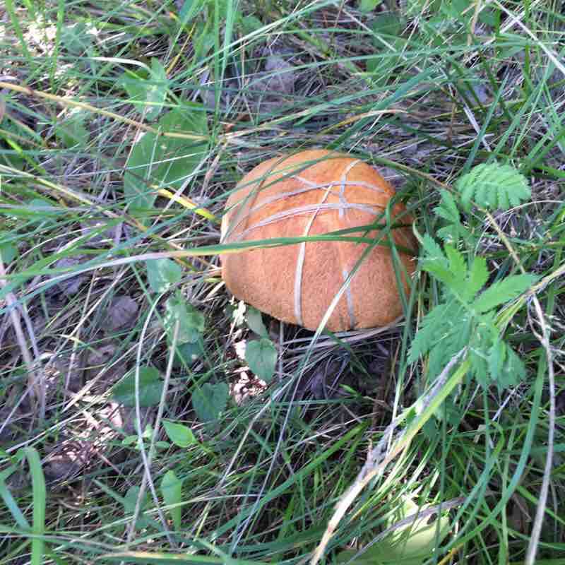 At the city of the Virgin walking route map in Gorokhovets