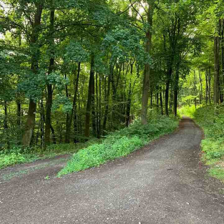 Gemischtrassiger Muschisaft Wald Oral