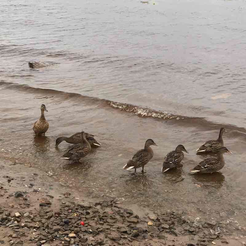 Here is walking route map in Arkhangel'sk