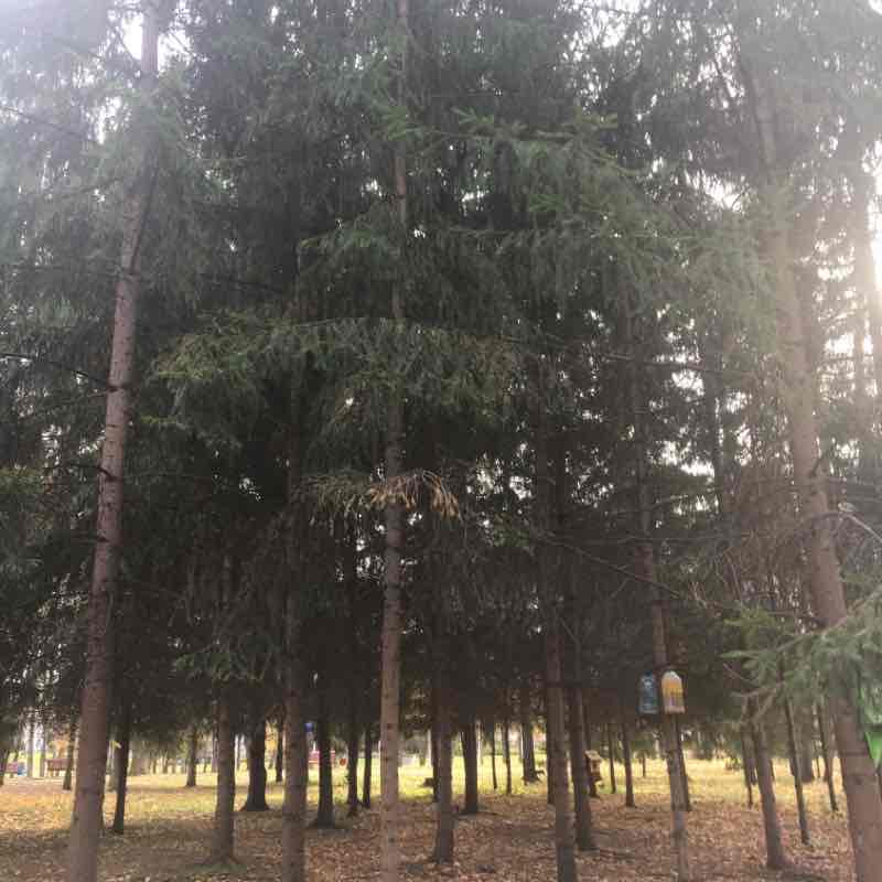 Парк за госцирком 