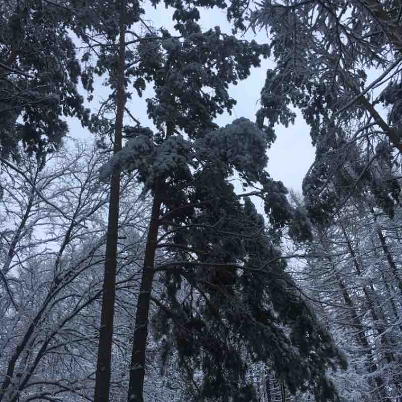 Парк лесоводов