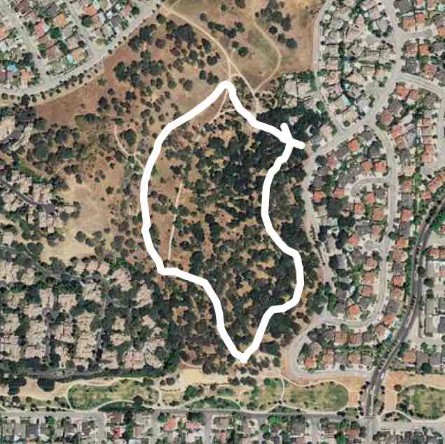 Guadalupe Oak Groove