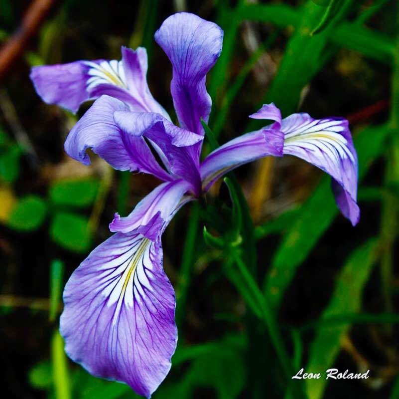 Wild Iris Ridge Loop Walk Trail Eugene, Oregon, USA Pacer