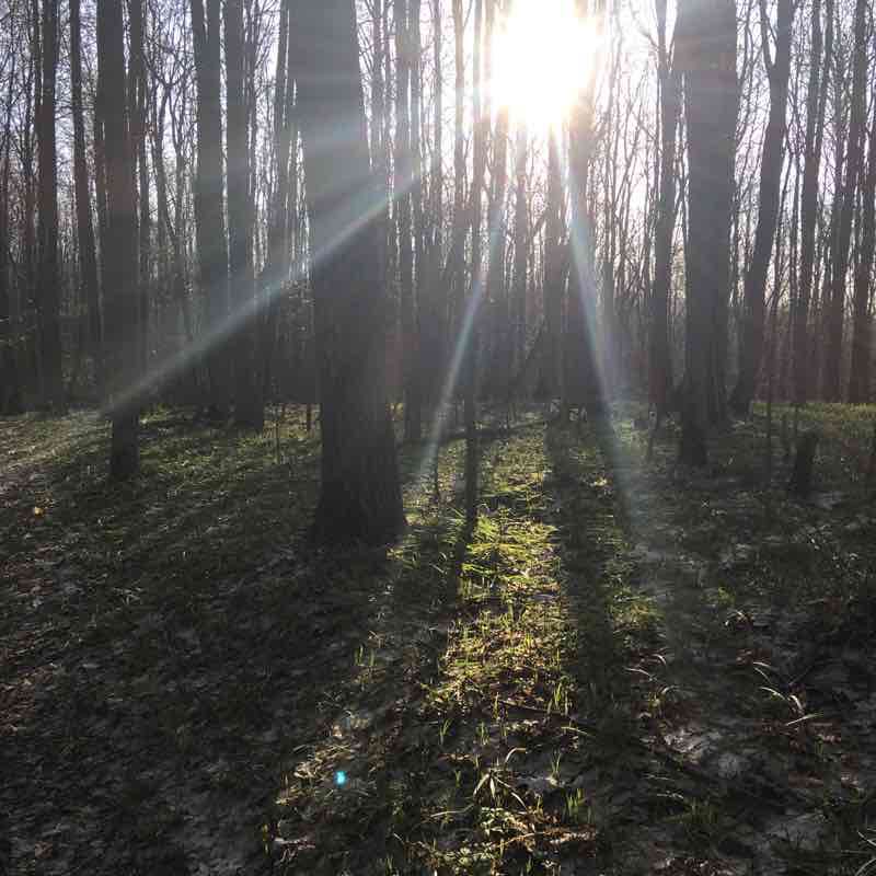 Mittens. Forest walking route map in Kamenka