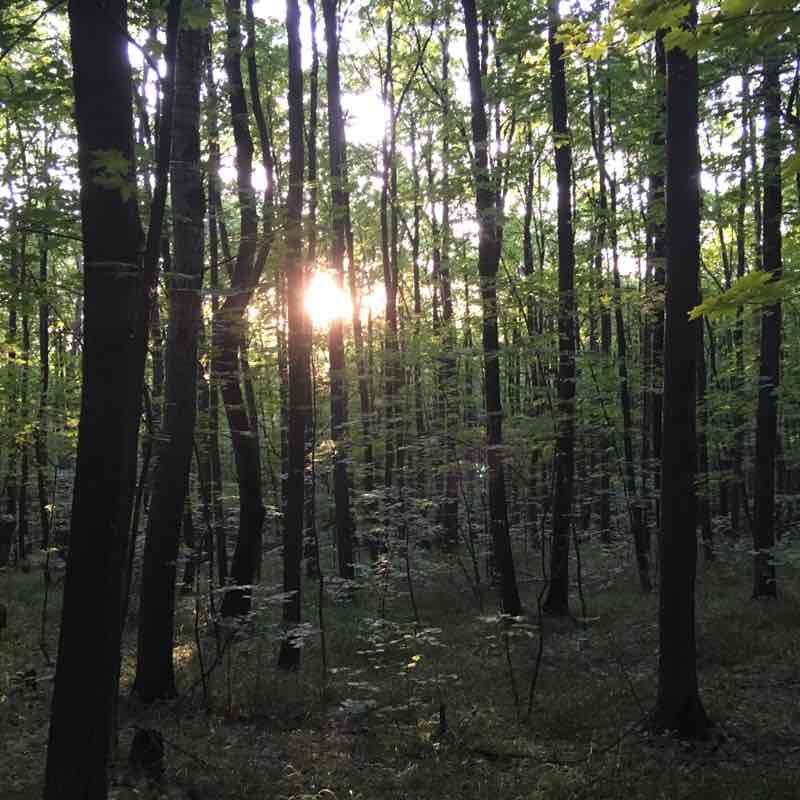 Mitten. Forest. walking route map in Kamenka