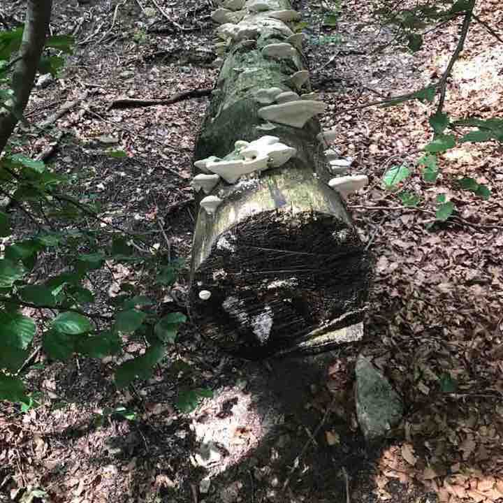 Pianeral (traversata bassa)