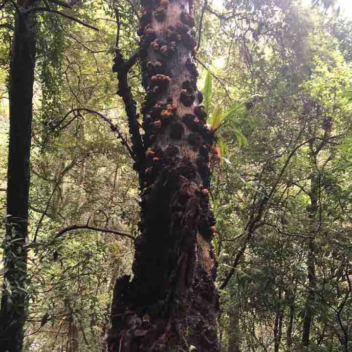 內洞森林遊樂區