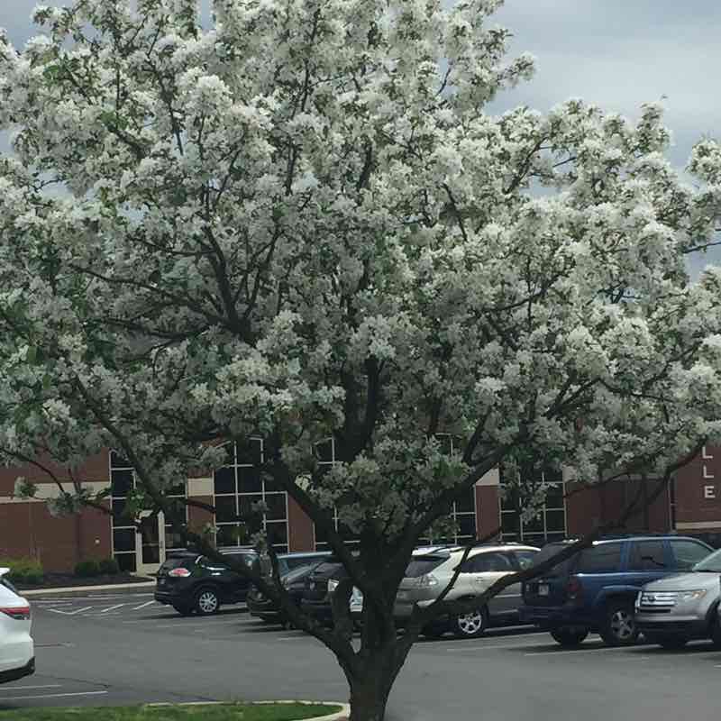 Beautiful Ashville Village walking route map in Ashville