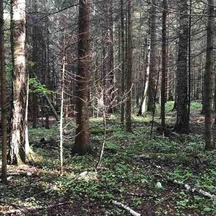 Iksha forest walking route map in Granat