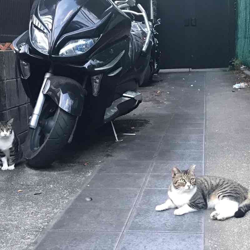 Omori Pure Walk walking route map in Ota City