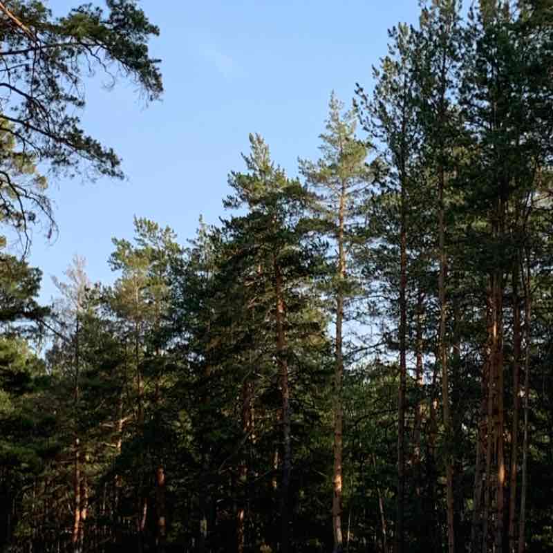 Реликтовый Алтайский сосновый бор