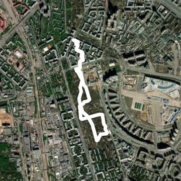 березовая роща