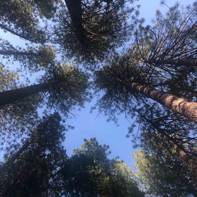 Jenkinson Lake Trail Hike Pollock Pines, California, USA Pacer