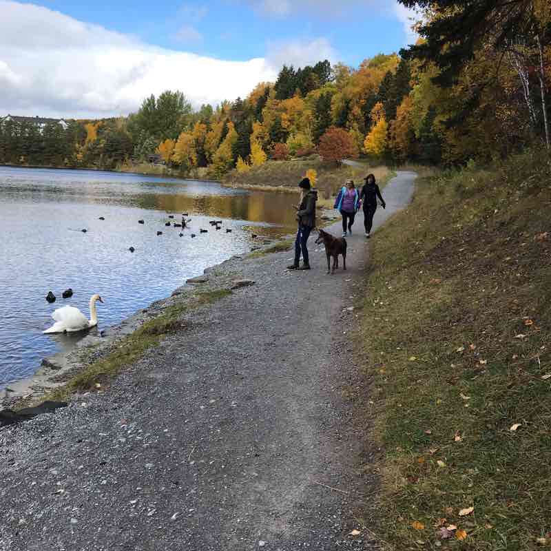 Corner Brook Stream Trail Sentier pédestre TerreNeuveetLabrador