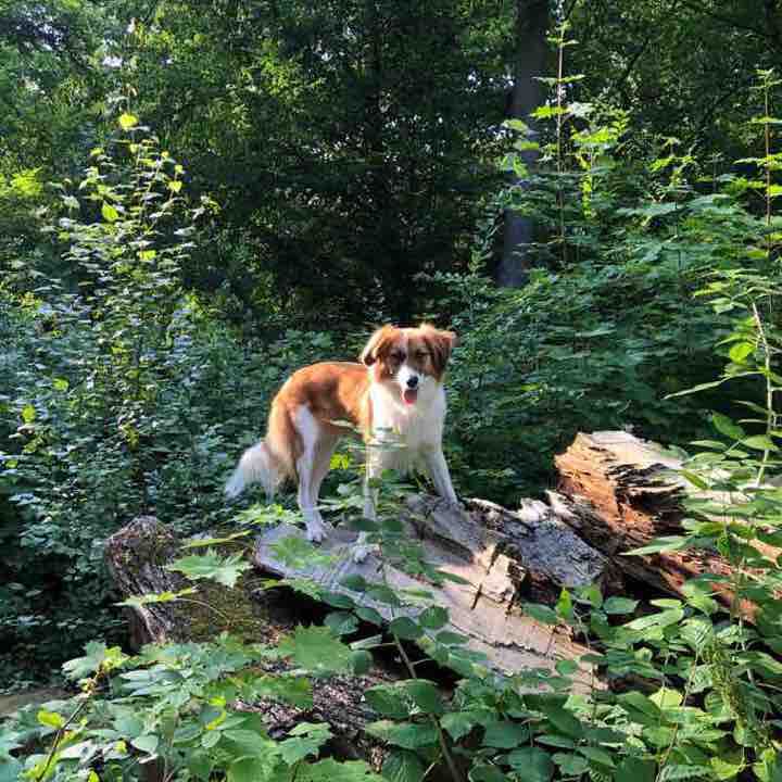 Am Plöner See entlang durch den Zwergenwald 