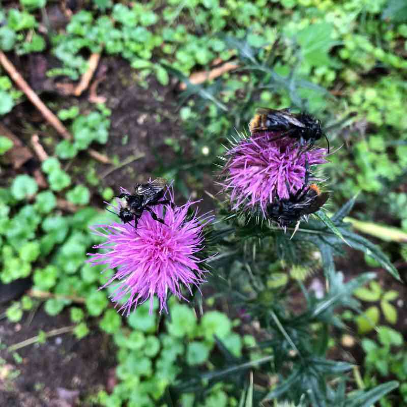 Once Dersau-Gut Ascheberg and back walking route map in Nehmten