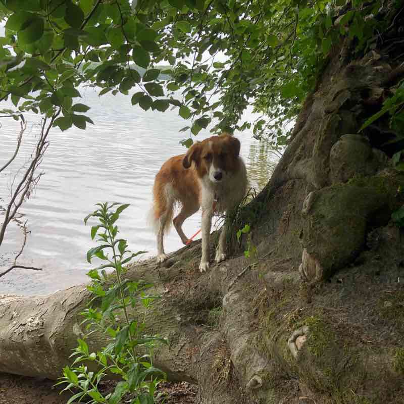 From Dersau to Ascheberg, along the Plöner See walking route map in Nehmten