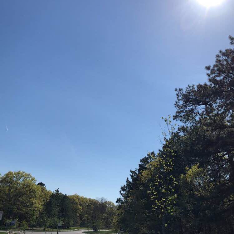 Colonial Woods/Whispering Pines Walk Trail Yaphank, New York, USA Pacer