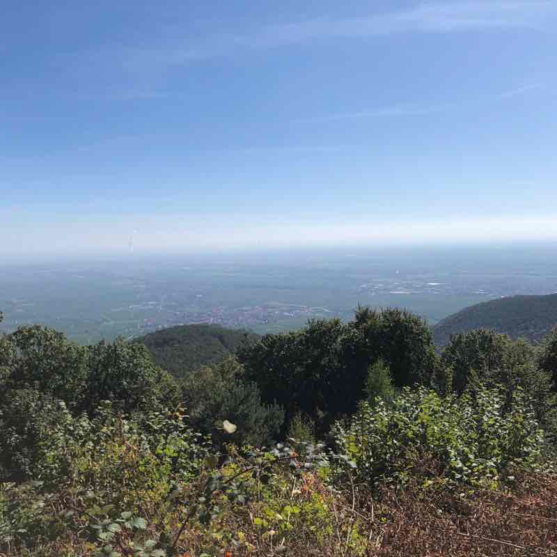 Around the Kalmit Maikammer walking route map in Maikammer