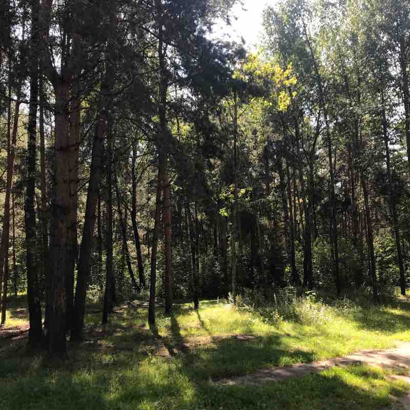 Жулебинский лес