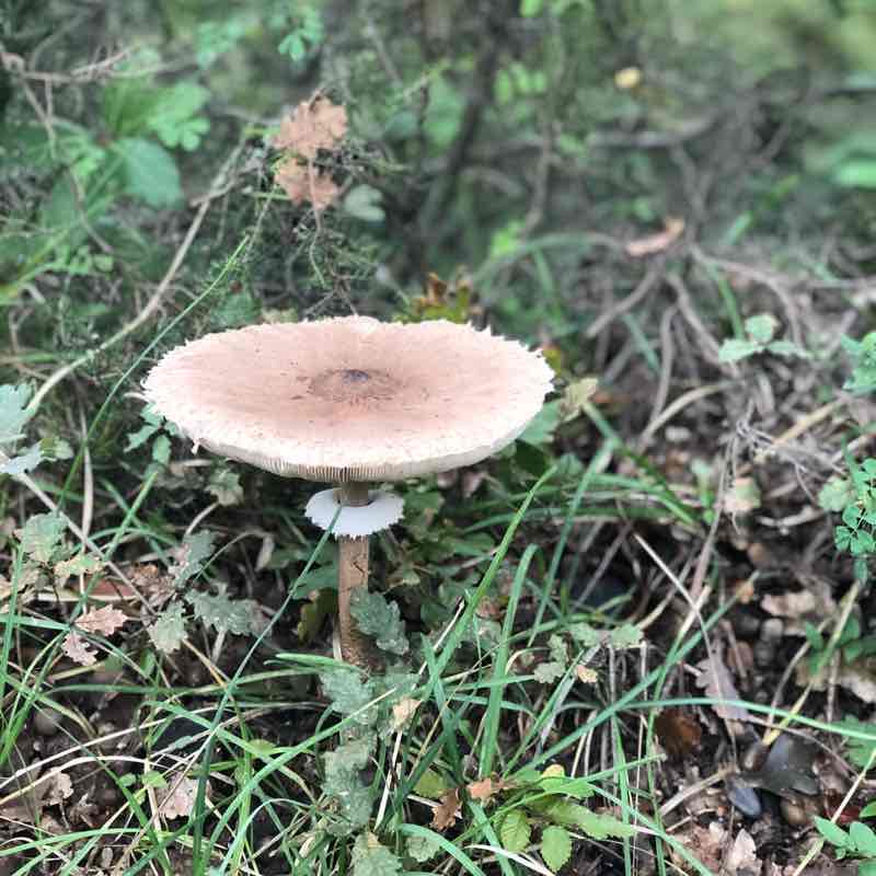 Porto Montenegro Tivat walking route map in Tivat