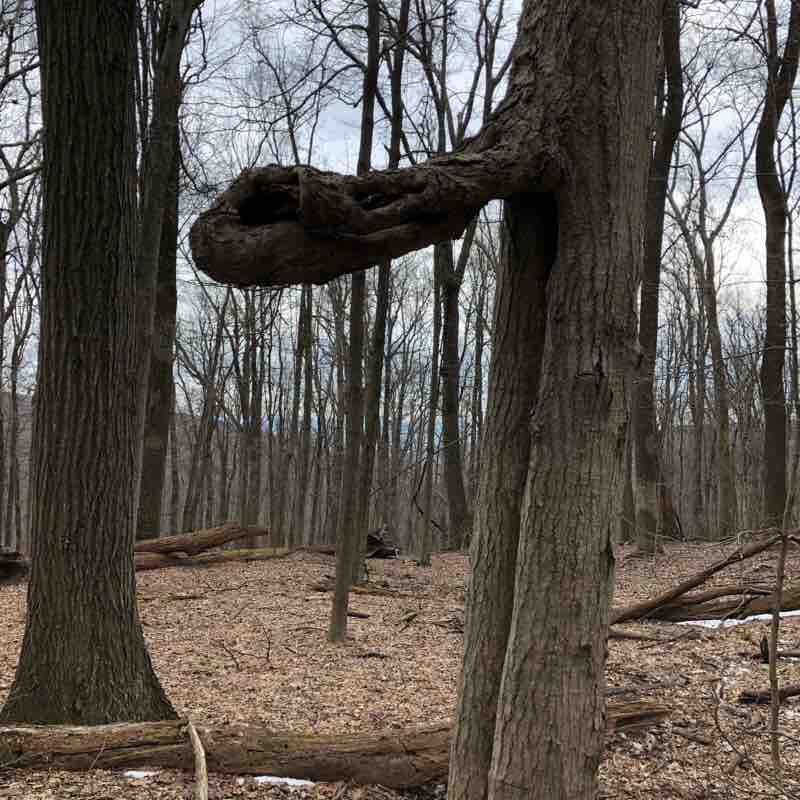 Cunningham Falls, Hog Rock, Wolf Rock loop trail | Walking Map