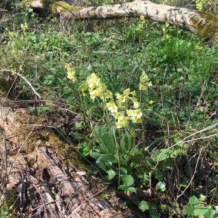Frühblüher tour walking route map in Lehre