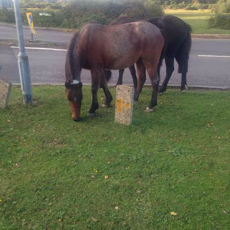 Walk in New Milton, England walking route map in Hordle