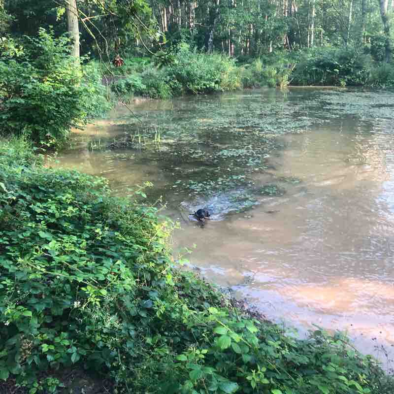Muggy misty morn walking route map in Brandon