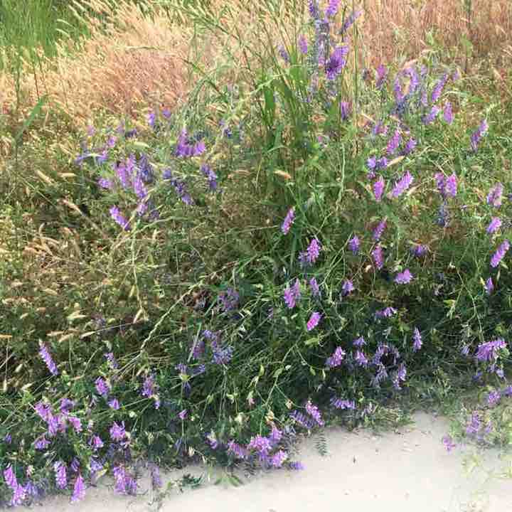 Evidence of spring on the Big River trail