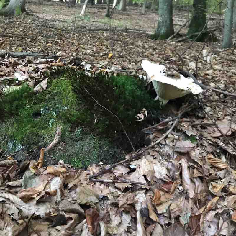 Green Maria Worthe walking route map in Maria Wörth