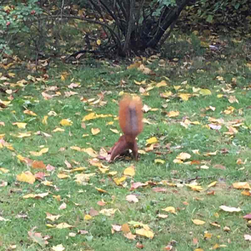 Saturday walking route map in Daugavpils