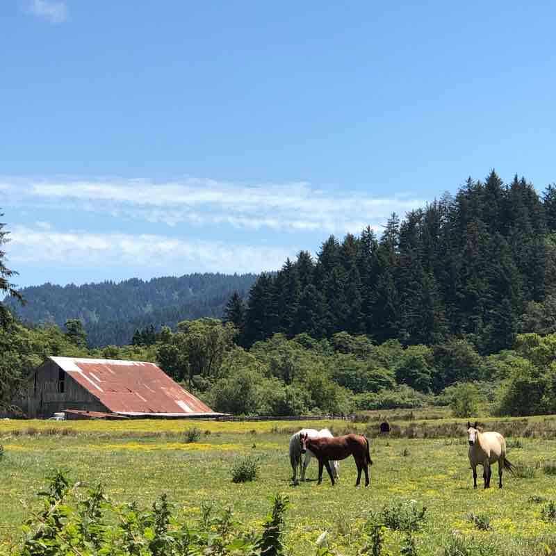 Beautiful town and country of Ferndale walking route map in Ferndale