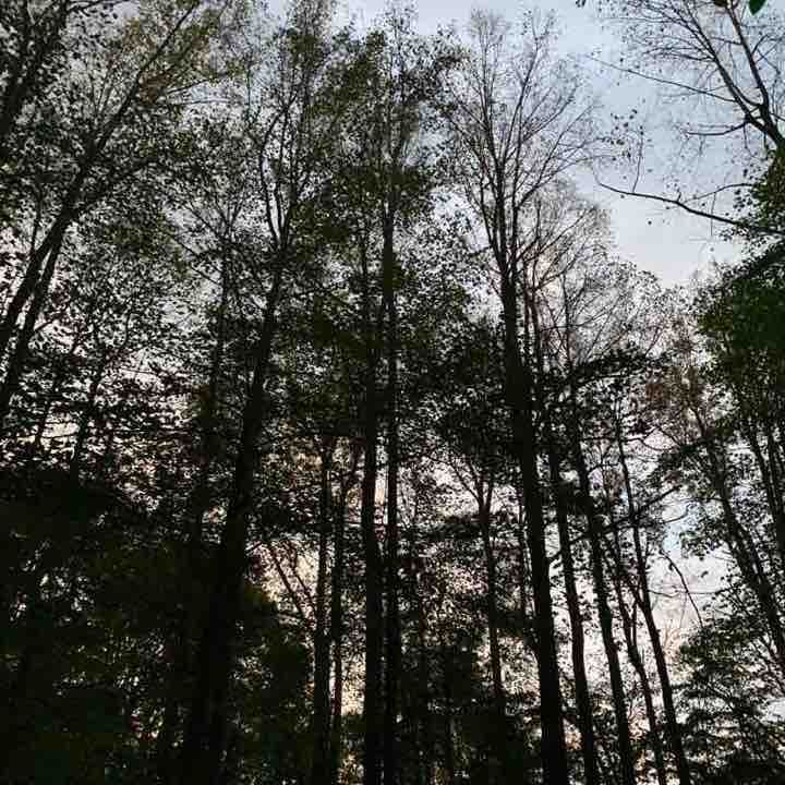 Turkey spur  strut walking route map in Meadow Bridge