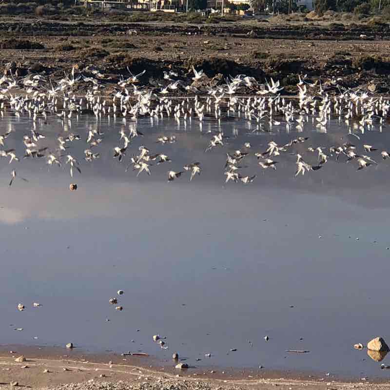Charming Roquetas de Mar walking route map in Roquetas de Mar