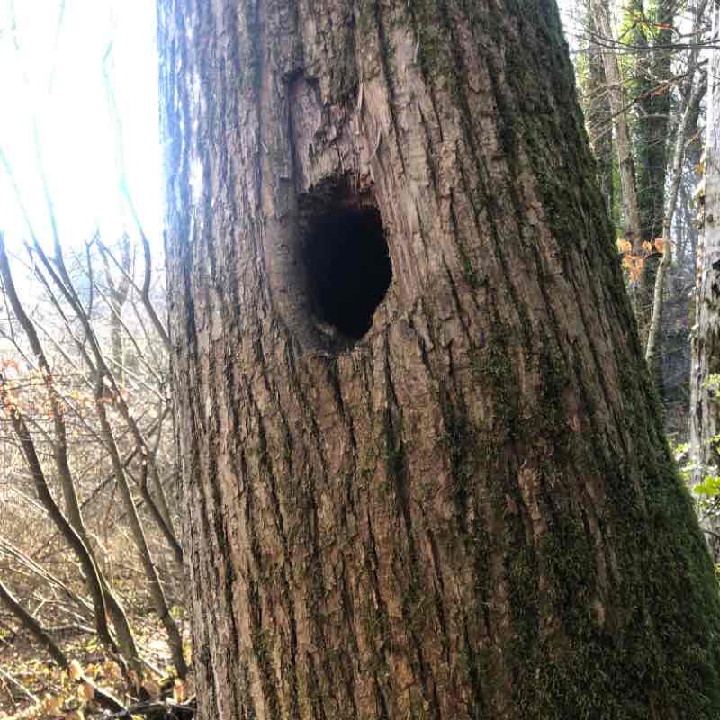 The crushed wolf pup 71190 walking route map in Broye