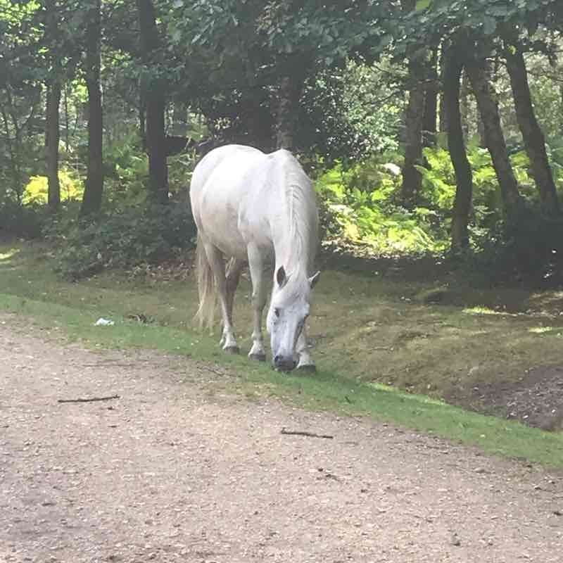 New forest track walking route map in Hythe