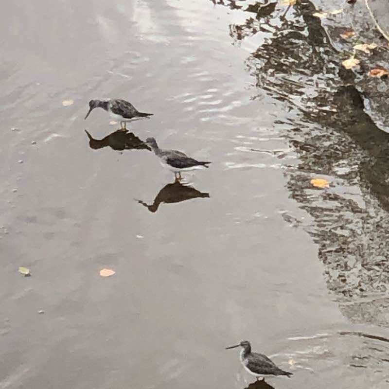 River  in Fortmac  walking route map in Fort McMurray
