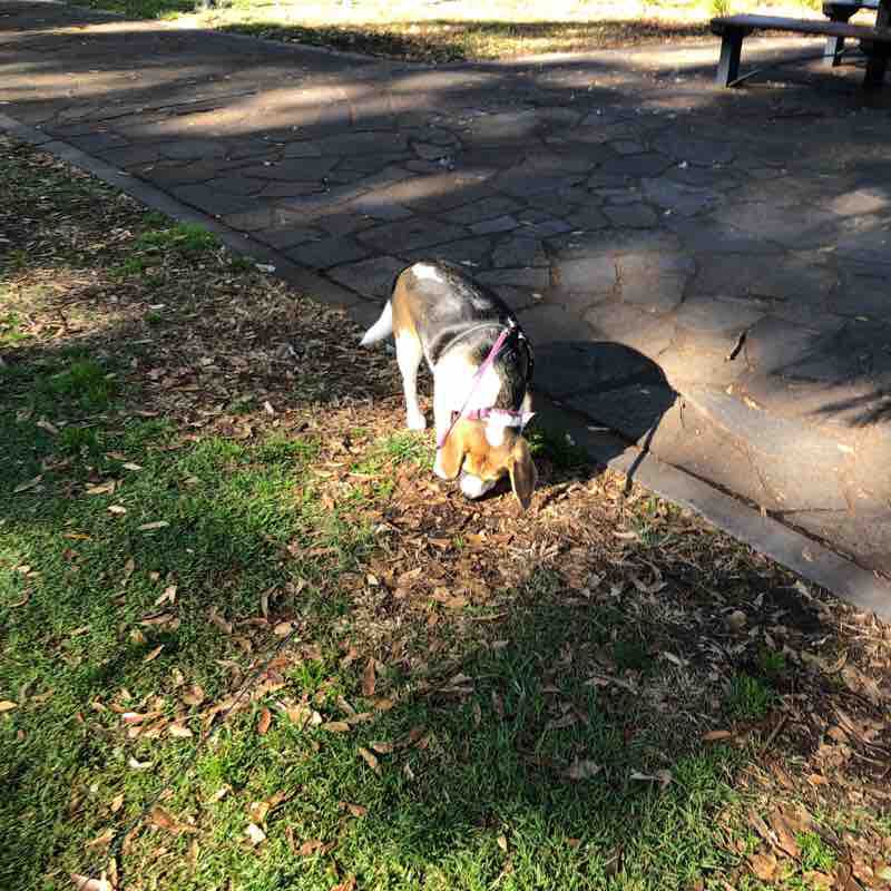 Bonnie’s Como walk walking route map in Como