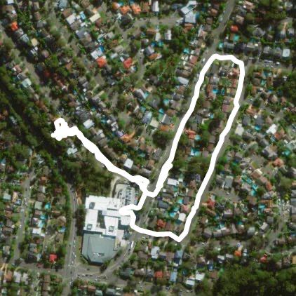 Monday walk, Christmas Bush in bloom