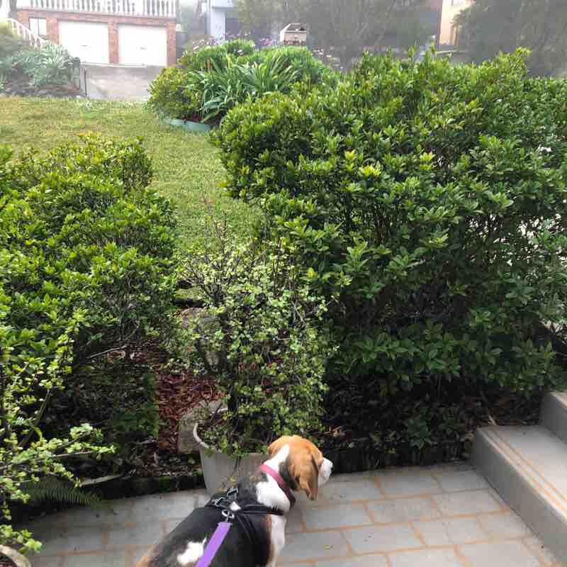 Bonnie’s other Saturday Walk walking route map in Yowie Bay