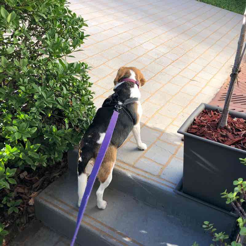 Bonnie’s Sunday Walk