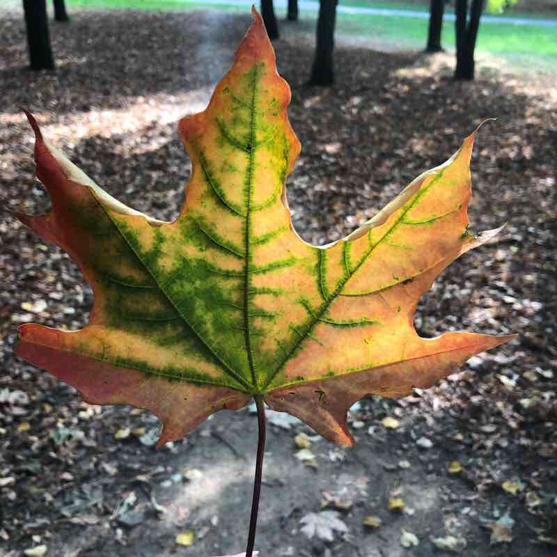 Можно гулять бесконечно:)